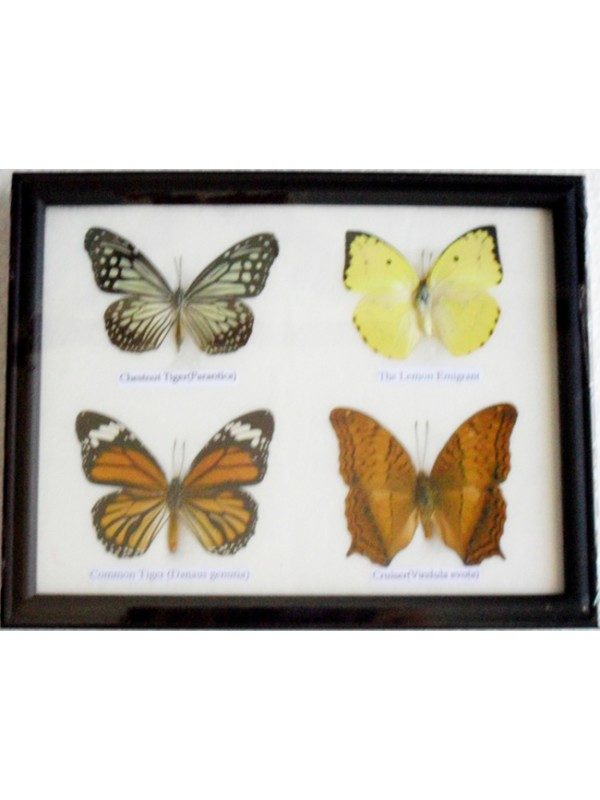 REAL 4 BEAUTIFUL BUTTERFLY TAXIDERMY FRAMED