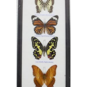 REAL 4 FRAME BUTTERFLY WALL HANGING COLLECTION TAXIDERMY IN FRAMED