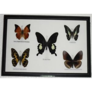 REAL 5 BEAUTIFUL BUTTERFLY COLLECTION FRAMED