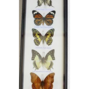 REAL 5 BEAUTIFUL BUTTERFLY WALL DECOR COLLECTION TAXIDERMY FRAMES