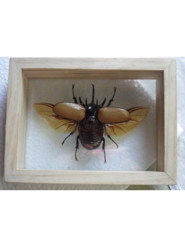 REAL 5 HORNED GRACILICORNIS BEETLE INSECT TAXIDERMY DOUBLE GLASS IN FRAME