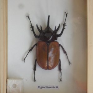 REAL 5 STAG GRACILICORNIS BEETLE INSECT TAXIDERMY IN BOX