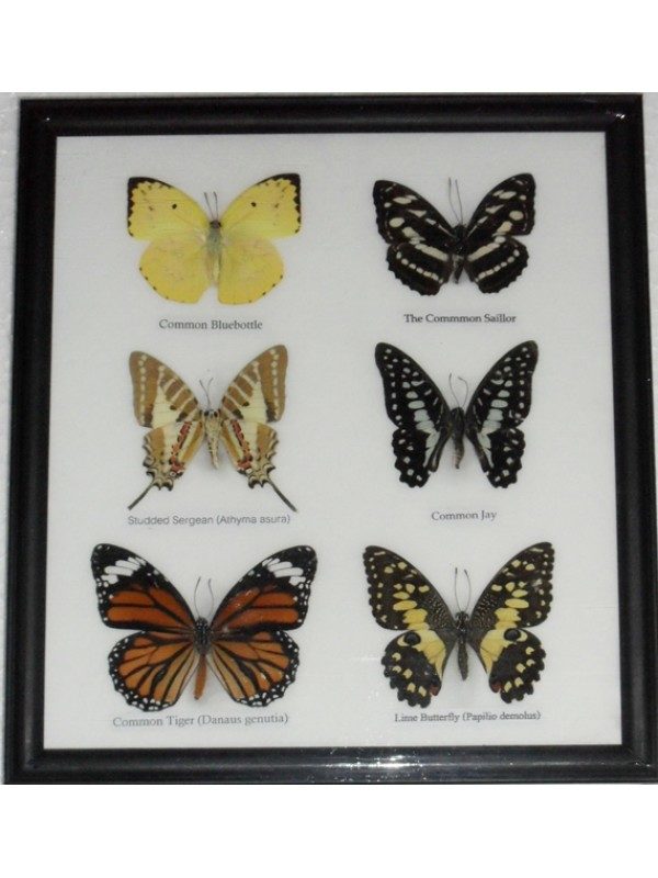 REAL 6 BUTTERFLY TAXIDERMY COLLECTION IN FRAME