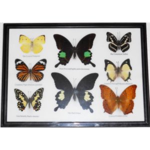 REAL 8 BEAUTIFUL FRAMED BUTTERFLY SHOP FOR SALE COLLECTIONS GIFTS TAXIDERMY