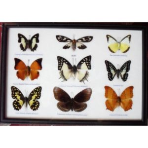 REAL 9 BEAUTIFUL FRAMED BUTTERFLY SHOP FOR SALE COLLECTIONS,GIFTS TAXIDERMY