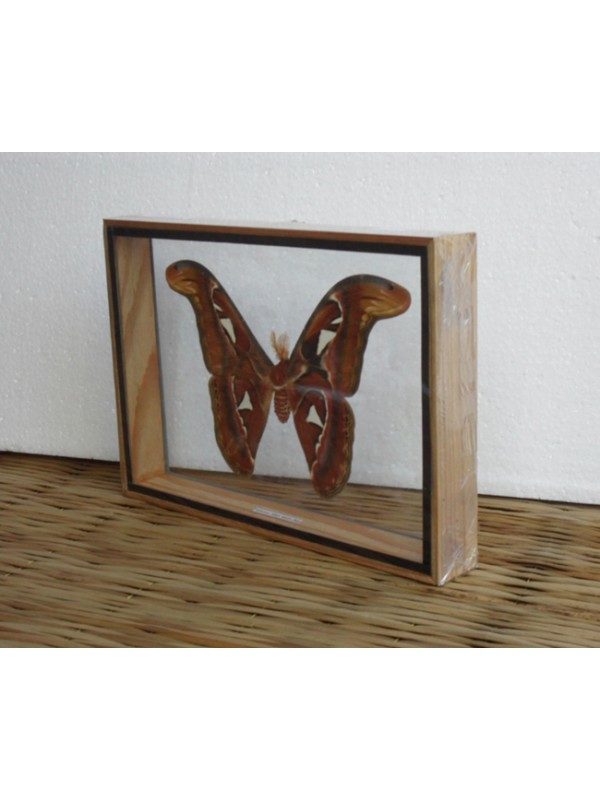 REAL ATTACUS ATLAS MOTHS(M) BUTTERFLY TAXIDERMY DOUBLE GLASS IN FRAME