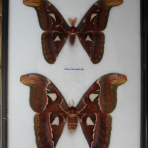 REAL ATTACUS ATLAS MOTHS(M & F) BUTTERFLY INSECT TAXIDERMY IN FRAME