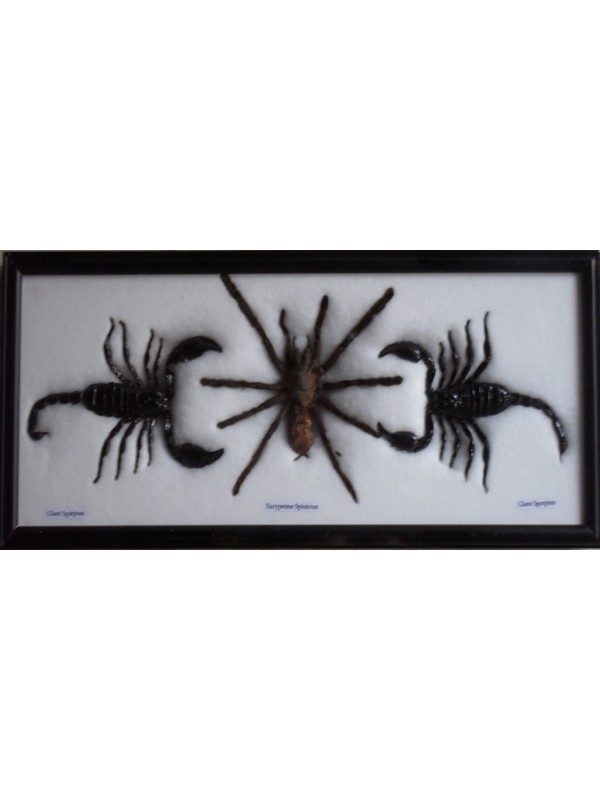 REAL BEAUTIFUL SCORPION SPIDER TAXIDERMY FRAMED
