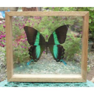 REAL BLUMEI BUTTERFLY TAXIDERMY DOUBLE GLASS IN FRAME