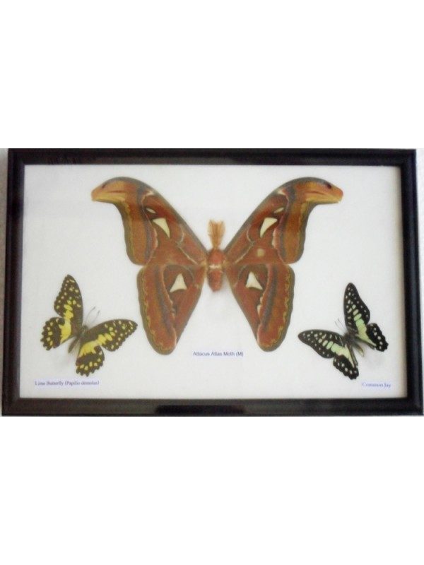 REAL BUTTERFLIES MOTH(M) TAXIDERMY IN FRAME
