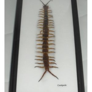 REAL CENTIPEDE COLLECTION TAXIDERMY FRAMED