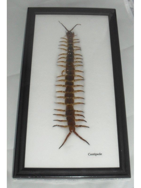 REAL CENTIPEDE COLLECTION TAXIDERMY FRAMED