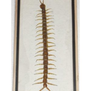 REAL CENTIPEDE COLLECTION TAXIDERMY IN BOX