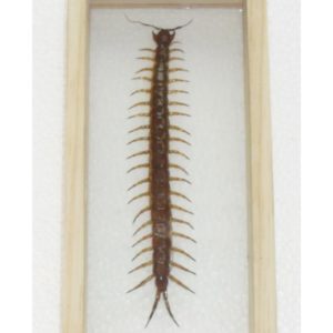 REAL CENTIPEDE INSECT TAXIDERMY DOUBLE GLASS IN FRAME