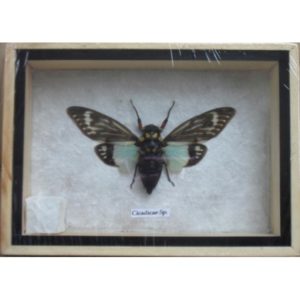 REAL CICADICAE SP CICADA INSECT TAXIDERMY IN WOODEN BOX