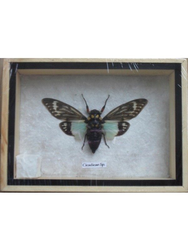 REAL CICADICAE SP CICADA INSECT TAXIDERMY IN WOODEN BOX