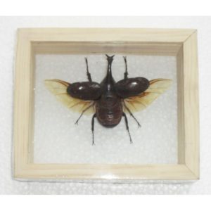 REAL FIGHTING BEETLE XYLOTRUPES GIDEON INSECT TAXIDERMY DOUBLE GLASS IN FRAMED
