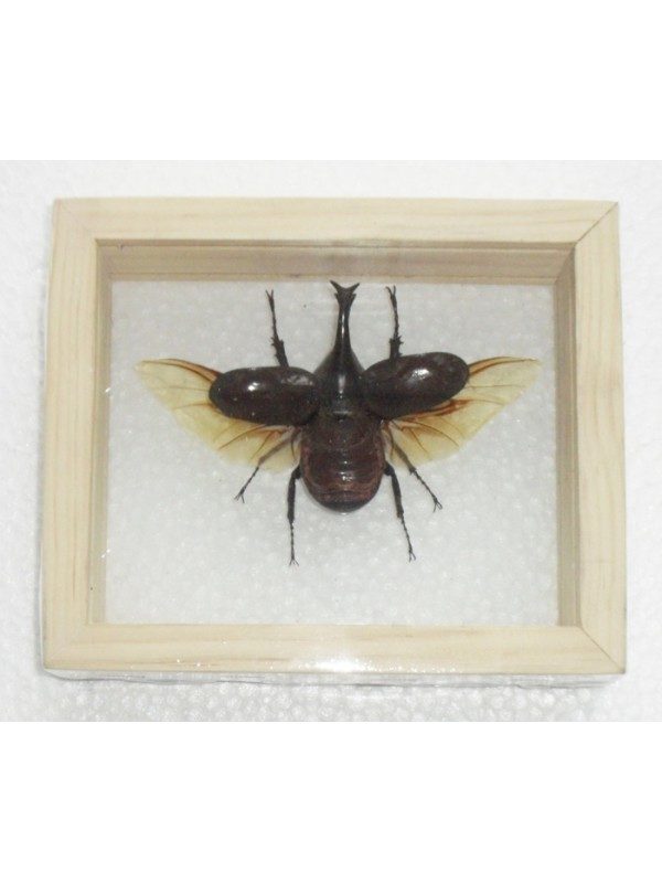 REAL FIGHTING BEETLE XYLOTRUPES GIDEON INSECT TAXIDERMY DOUBLE GLASS IN FRAMED
