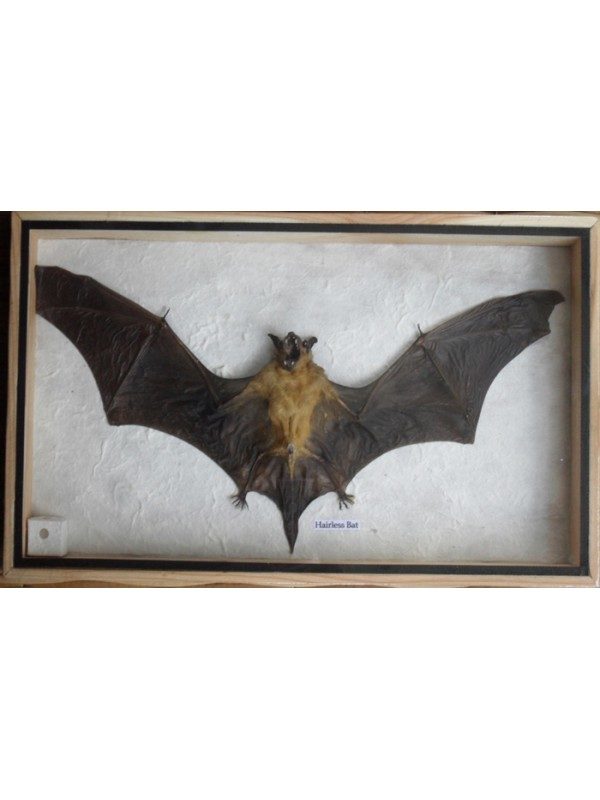 REAL HAIRLESS BAT INSECT TAXIDERMY IN WOODEN BOX