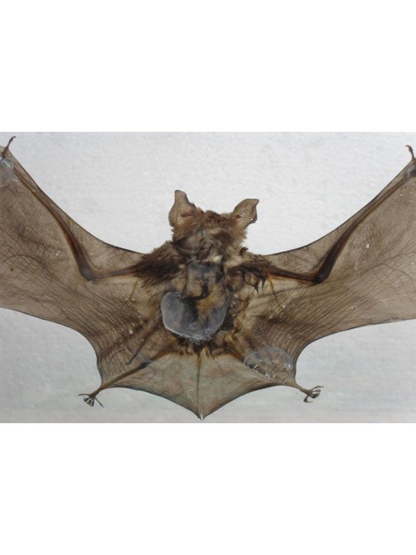 REAL HORSESHOE BAT INSECT TAXIDERMY DOUBLE GLASS FRAME