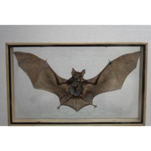 REAL HORSESHOE BAT INSECT TAXIDERMY DOUBLE GLASS FRAME
