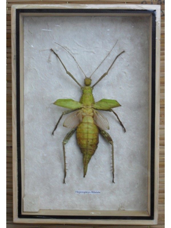 REAL INSECT HETEROPTEYX BILATATA TAXIDERMY COLLECTION IN WOOD BOX