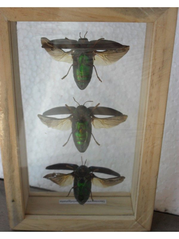 REAL INSECT JEWEL BEETLE STERNOCERA AEGUISIGNATA TAXIDERMY DOUBLE GLASS IN FRAME