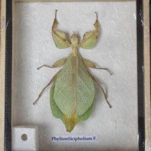 REAL LEAF INSECT PHYLIUMSICIPHOLIUM IN WOODEN BOX