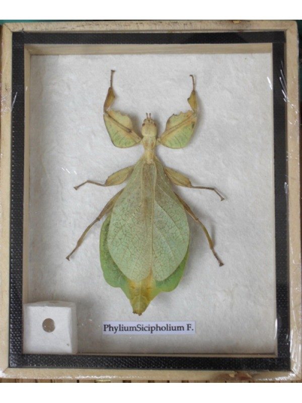 REAL LEAF INSECT PHYLIUMSICIPHOLIUM IN WOODEN BOX