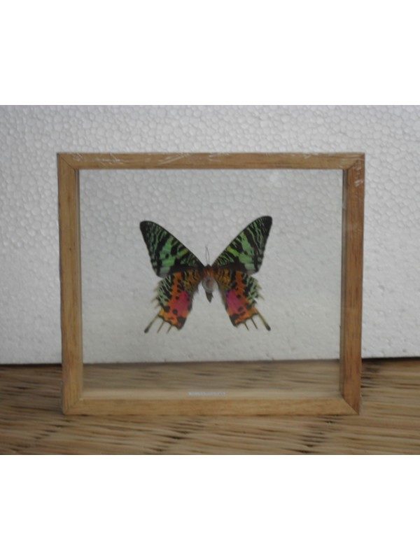 REAL MADAGASCAR BUTTERFLY TAXIDERMY DOUBLE GLASS IN FRAME