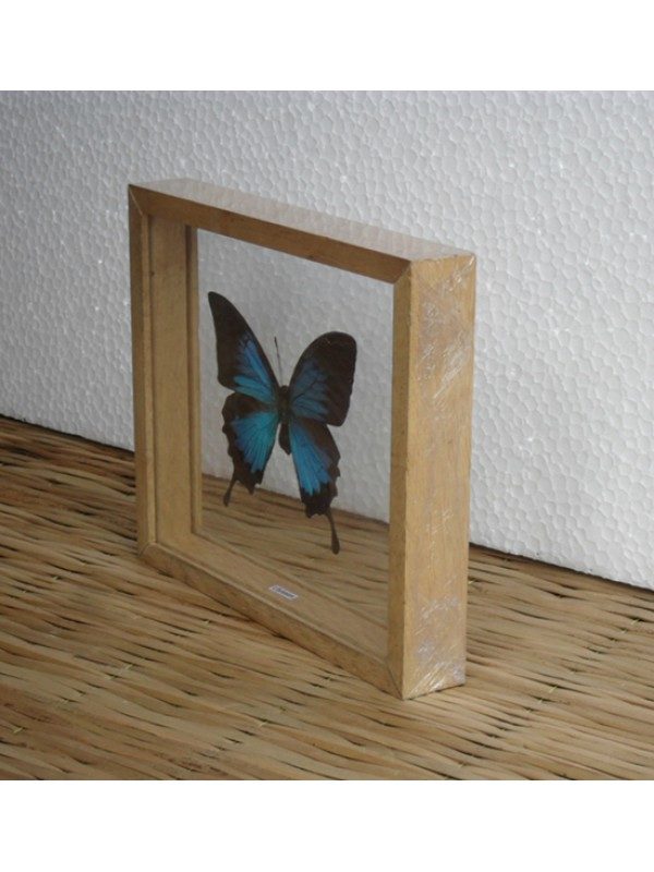 REAL MADAGASCAR BUTTERFLY TAXIDERMY DOUBLE GLASS IN FRAME