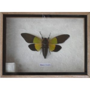 REAL MANA CICADA INSECT TAXIDERMY IN WOODEN BOX