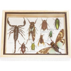 REAL MIXED BEETLE SCORPION CICADA INSECT BOXED FRAMED TAXIDERMY DISPLAY WOOD BOX FOR COLLECTIBLES