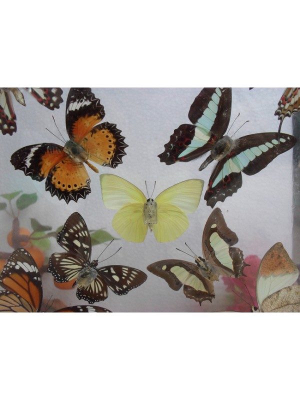 REAL MIXED BUTTERFLIES TAXIDERMY DOUBLE GLASS IN FRAME
