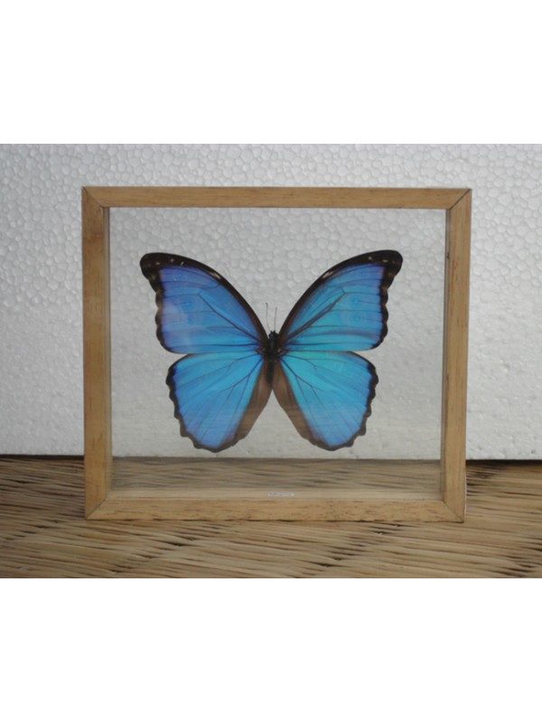 REAL MORPHO BUTTERFLY TAXIDERMY DOUBLE GLASS IN FRAME