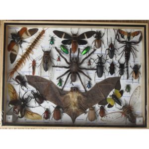 REAL MULTIPLE INSECTS BEETLES BAT SCORPION SPIDER CENTIPEDE COLLECTION IN WOODEN BOX BIG SIZE