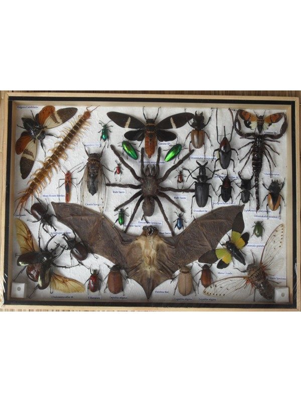 REAL MULTIPLE INSECTS BEETLES BAT SCORPION SPIDER CENTIPEDE COLLECTION IN WOODEN BOX BIG SIZE