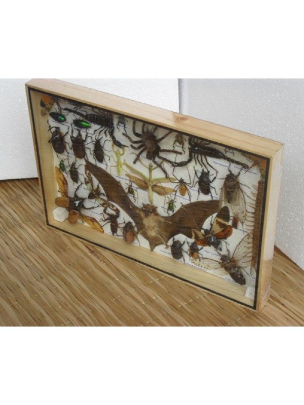 REAL MULTIPLE INSECTS BEETLES BUTTERFLIES SCORPION SPIDER COLLECTION IN WOODEN BOX BIG SIZE