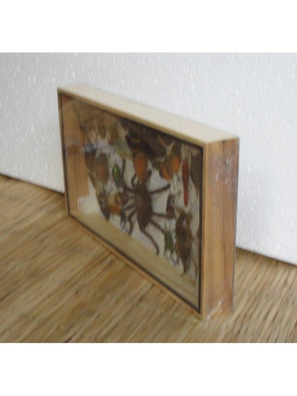 REAL MULTIPLE INSECTS BEETLES SCORPION CICADA COLLECTION IN WOODEN BOX