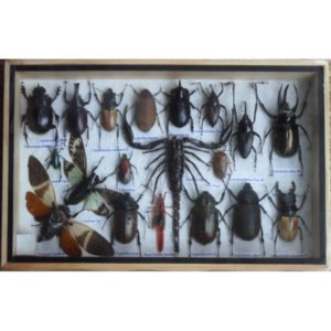 REAL MULTIPLE INSECTS BEETLES SCORPION CICADA COLLECTION IN WOODEN BOX