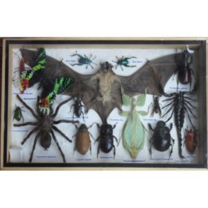REAL MULTIPLE INSECTS BEETLES SPIDER SCORPION BAT BUTTERFLY COLLECTION IN WOODEN BOX