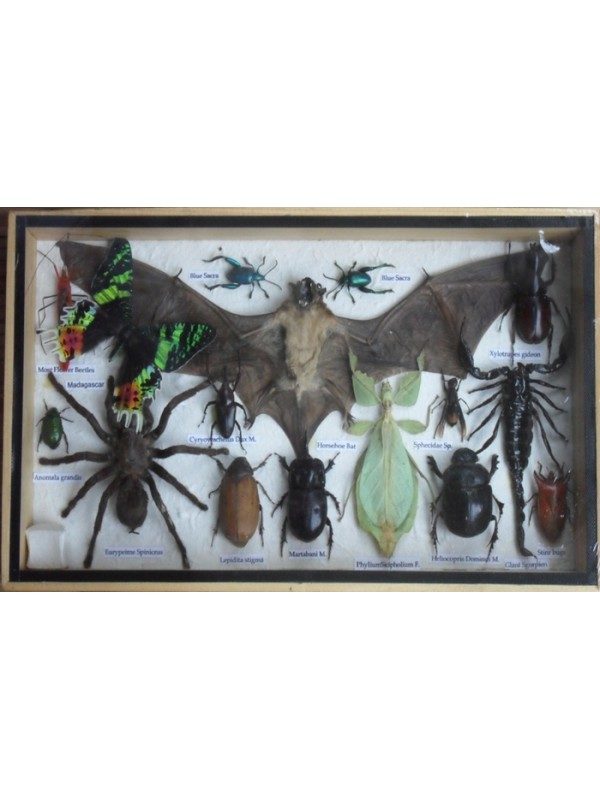 REAL MULTIPLE INSECTS BEETLES SPIDER SCORPION BAT BUTTERFLY COLLECTION IN WOODEN BOX