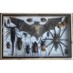 REAL MULTIPLE INSECTS BEETLES SPIDER SCORPION BAT COLLECTION IN WOODEN BOX