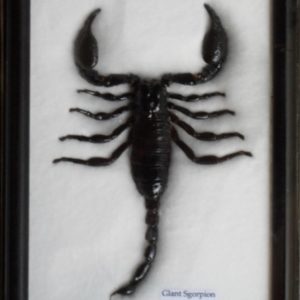 REAL SCORPION GIFT TAXIDERMY INSECT IN FRAME