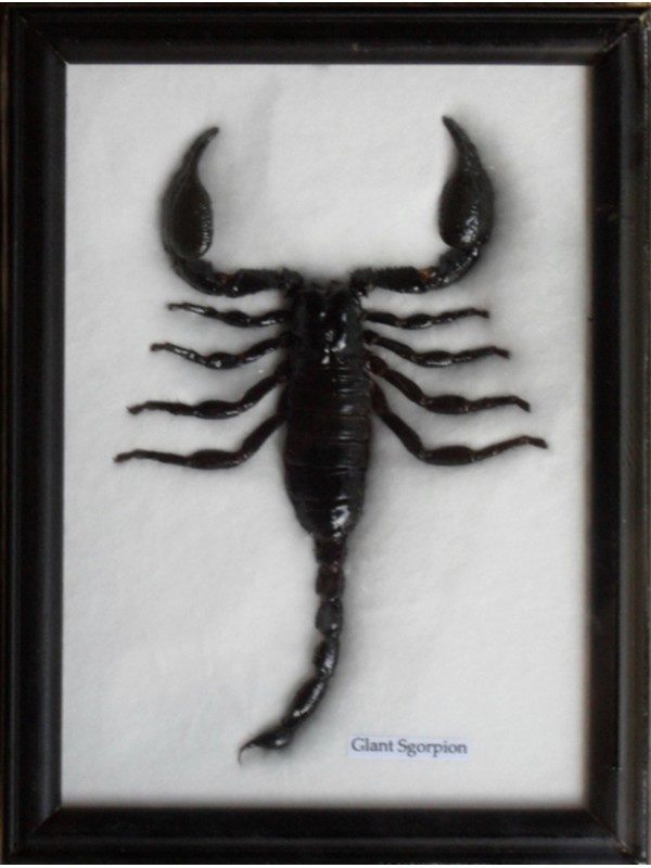 REAL SCORPION GIFT TAXIDERMY INSECT IN FRAME
