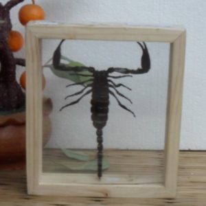 REAL SCORPION INSECT TAXIDERMY DOUBLE GLASS IN FRAME