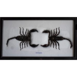 REAL SCORPION TAXIDERMY IN FRAME