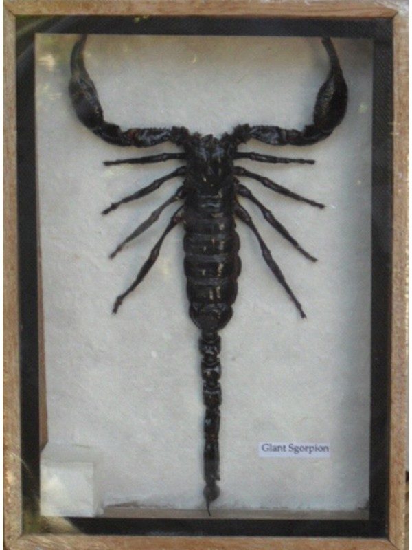 REAL SCORPION TAXIDERMY IN WOOD BOX