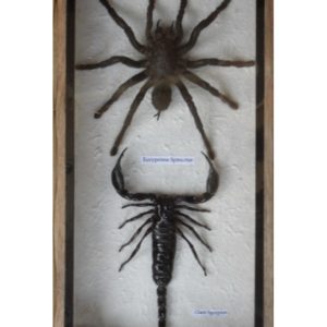 REAL SCORPION&SPIDER TARANTULA TAXIDERMY IN WOOD BOX