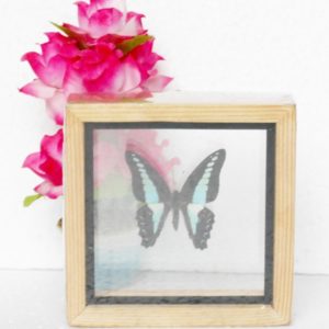 REAL SINGLE BUTTERFLY THE COMMON BLUEBOTTLE TAXIDERMY DOUBLE GLASS IN FRAMED HOMEBUTTERFLY DOUBLE GLASSREAL SINGLE BUTTERFLY THE COMMON BLUEBOTTLE TAXIDERMY DOUBLE GLASS IN FRAMED Product Code: BTD01AAAvailability: 2 REAL SINGLE BUTTERFLY THE GREAT ORANGE TIP TAXIDERMY DOUBLE GLASS IN FRAMED